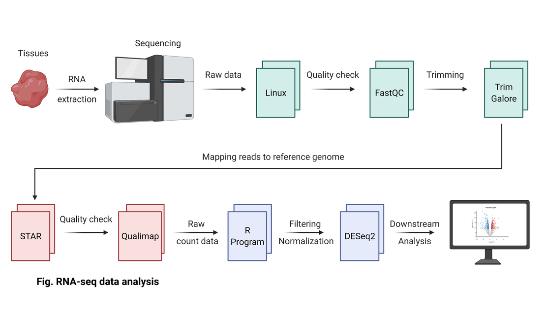 What is the RNA-seq analysis?