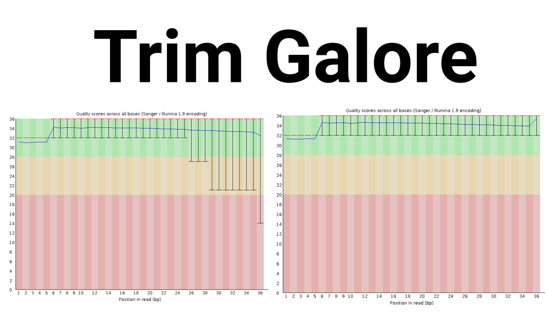 bulk RNA-seq(3):Trim the read files using trim_galore